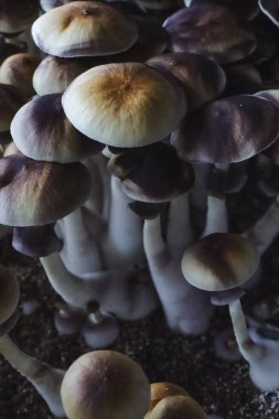 Psilocybe Cubensis mantarlarının mikro büyümesi. Mycelium of psilocybin psychedelic mantar Altın öğretmen, sihirli mantarlar. seçici keskinlik. Mikrodoz konsepti. Ekolojik tıp.