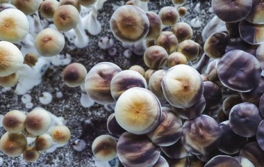 Psilocybe Cubensis mantarlarının mikro büyümesi. Mycelium of psilocybin psychedelic mantar Altın öğretmen, sihirli mantarlar. seçici keskinlik. Mikrodoz konsepti. Ekolojik tıp.