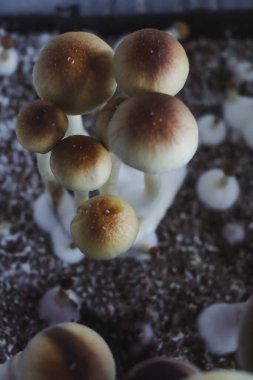 Psilocybe Cubensis mantarlarının mikro büyümesi. Mycelium of psilocybin psychedelic mantar Altın öğretmen, sihirli mantarlar. seçici keskinlik. Mikrodoz konsepti. Ekolojik tıp.