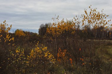 Güzel, rüya gibi sonbahar manzarası. Bulutlu bir günde, kuru otlar ve sarı huş ağaçlarıyla dolu güzel bir altın çayırda. Güzel doğal arkaplan.