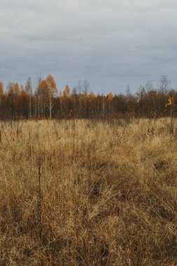 Güzel, rüya gibi sonbahar manzarası. Bulutlu bir günde, kuru otlar ve sarı huş ağaçlarıyla dolu güzel bir altın çayırda. Güzel doğal arkaplan.