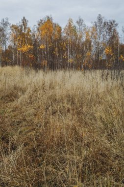 Güzel, rüya gibi sonbahar manzarası. Bulutlu bir günde, kuru otlar ve sarı huş ağaçlarıyla dolu güzel bir altın çayırda. Güzel doğal arkaplan.