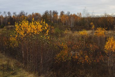 Güzel, rüya gibi sonbahar manzarası. Bulutlu bir günde, kuru otlar ve sarı huş ağaçlarıyla dolu güzel bir altın çayırda. Güzel doğal arkaplan.
