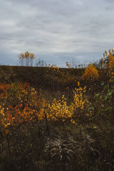 美しい夢の秋の風景 乾いた草と黄色の白樺の絵のような黄金の牧草地で曇りの日 美しい自然背景 — ストック写真