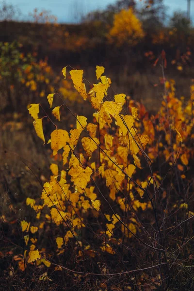 Piękny Marzycielski Jesienny Krajobraz Chmurny Dzień Malowniczej Złotej Łące Suchą — Zdjęcie stockowe