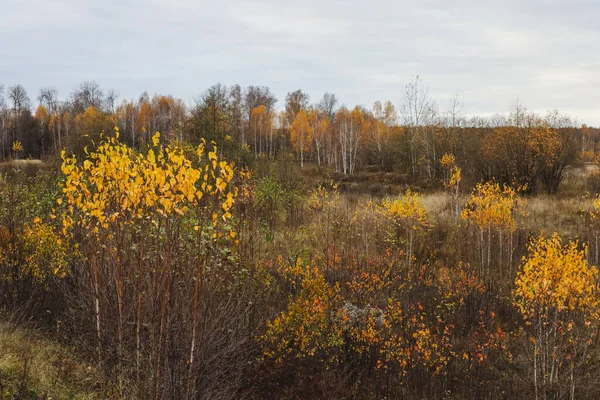 stock image Beautiful dreamy autumn landscape. Cloudy day on a picturesque golden meadow with dry grass and yellow birches. Beautiful natural background.