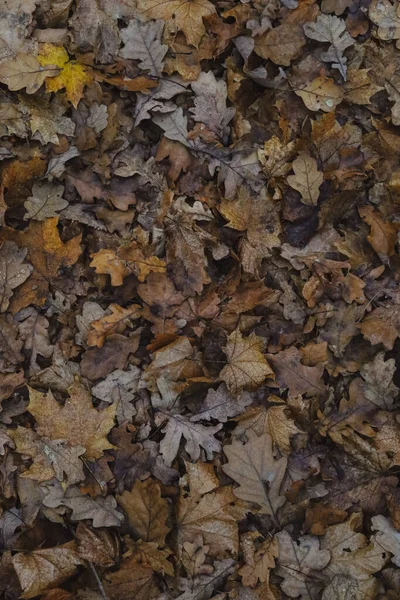쓰러진 떡갈나무 잎으로 뒤덮여 줄무늬 아름다운 자연의 바닥에 나뭇잎 위에서 — 스톡 사진