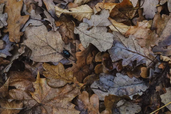 상수리나무 딱정벌레 의등이다 줄무늬 아름다운 자연의 바닥에 나뭇잎 위에서 바라본 — 스톡 사진