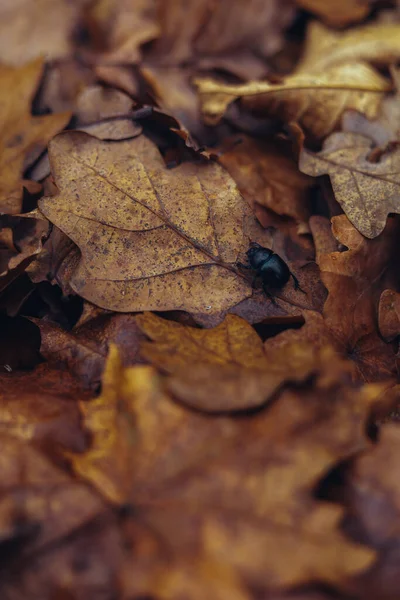 倒れたオークの葉やビートルからの背景 茶色の葉の質感の背景 森の床に紅葉が美しい自然背景 上からの眺め — ストック写真