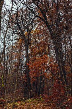 November Oak korusunda sonbahar havası. Kasvetli bir sessizlik içinde kırmızı ve sarı yapraklı bir orman. Yağmurdan sonra ağaç gövdeleri ve dalları. Kuru bitkilerin altın halısının altındaki toprak..