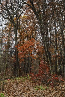 November Oak korusunda sonbahar havası. Kasvetli bir sessizlik içinde kırmızı ve sarı yapraklı bir orman. Yağmurdan sonra ağaç gövdeleri ve dalları. Kuru bitkilerin altın halısının altındaki toprak..