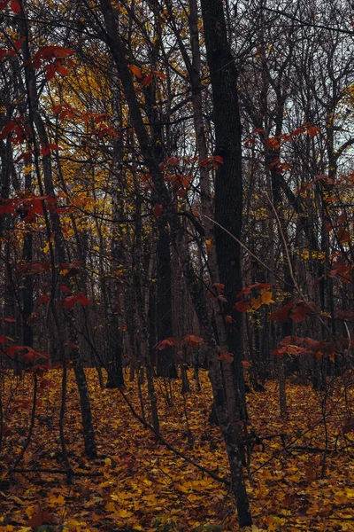 November Oak korusunda sonbahar havası. Kasvetli bir sessizlik içinde kırmızı ve sarı yapraklı bir orman. Yağmurdan sonra ağaç gövdeleri ve dalları. Kuru bitkilerin altın halısının altındaki toprak..