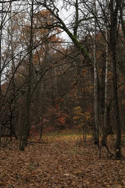十一月的秋天 橡木林中的天气 红黄相间的森林一片寂静 雨后的黑暗树干和树枝 在干燥植物的金黄色地毯下的地面 — 图库照片