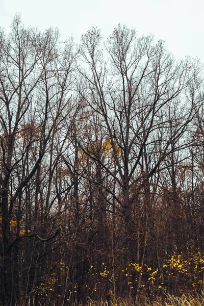 나뭇잎 줄기와 잔가지들 식물의 황금색 아래있는 — 스톡 사진