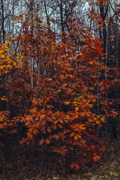 Jesienna Pogoda Listopadowym Gaju Dębowym Las Czerwonymi Żółtymi Liśćmi Ponurej — Zdjęcie stockowe