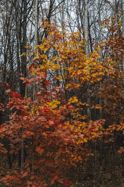 나뭇잎 줄기와 잔가지들 식물의 황금색 아래있는 — 스톡 사진