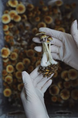 Psilocybe Cubensis mantarlarının mikro ekimi. Mycelium of psilocybin psychedelic mantar Altın öğretmen, sihirli mantarlar. Beyaz eldivenli eller, seçici odaklanma. Mikrodoz konsepti.