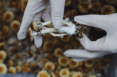 Micro-cultivation of Psilocybe Cubensis mushrooms. Mycelium of psilocybin psychedelic mushrooms Golden teacher, magic mushrooms. hands in white gloves, selective focus. The concept of microdosing. clipart