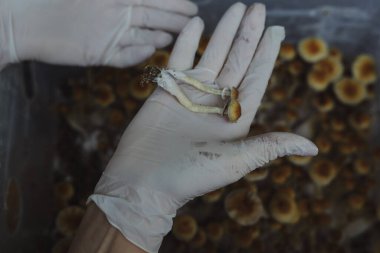 Psilocybe Cubensis mantarlarının mikro ekimi. Mycelium of psilocybin psychedelic mantar Altın öğretmen, sihirli mantarlar. Beyaz eldivenli eller, seçici odaklanma. Mikrodoz konsepti.