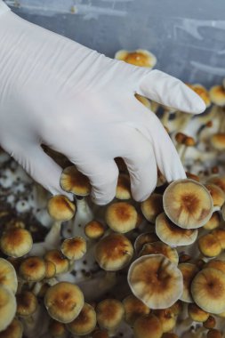 Psilocybe Cubensis mantarlarının mikro ekimi. Mycelium of psilocybin psychedelic mantar Altın öğretmen, sihirli mantarlar. Beyaz eldivenli eller, seçici odaklanma. Mikrodoz konsepti.