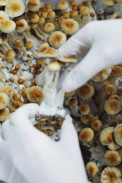 Micro-cultivation of Psilocybe Cubensis mushrooms. Mycelium of psilocybin psychedelic mushrooms Golden teacher, magic mushrooms. hands in white gloves, selective focus. The concept of microdosing.