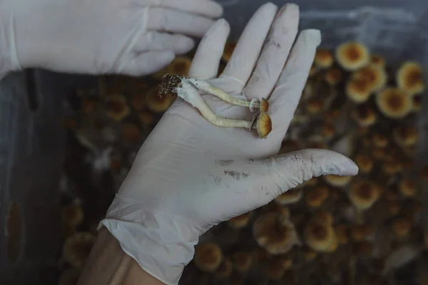西兰花香菇的微栽培 仙人掌菌丝体迷幻的迷幻蘑菇金老师 神奇蘑菇 手戴白色手套 有选择的焦点 微型配药的概念 — 图库照片#