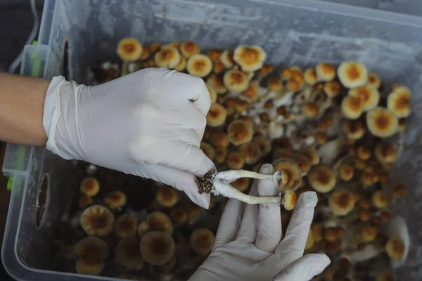 西兰花香菇的微栽培 仙人掌菌丝体迷幻的迷幻蘑菇金老师 神奇蘑菇 手戴白色手套 有选择的焦点 微型配药的概念 — 图库照片#