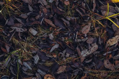 Düşen gri yaprakların arka planı. Kahverengi yaprakların desenli arka planı. Orman zemininde sonbahar yaprakları olan güzel bir arka plan. Yukarıdan görüntüle.