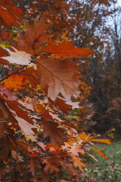 美しい秋の背景 オークや白樺のオレンジ色の葉 秋の季節のコンセプト コピースペース デザイン 選択的フォーカス 自然な背景のためのテンプレート — ストック写真
