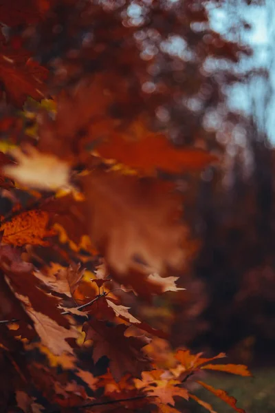 美丽的秋天背景 橘红色的橡木或桦树叶子 秋天季节的概念 复制空间 设计模板 选择焦点 自然背景 — 图库照片