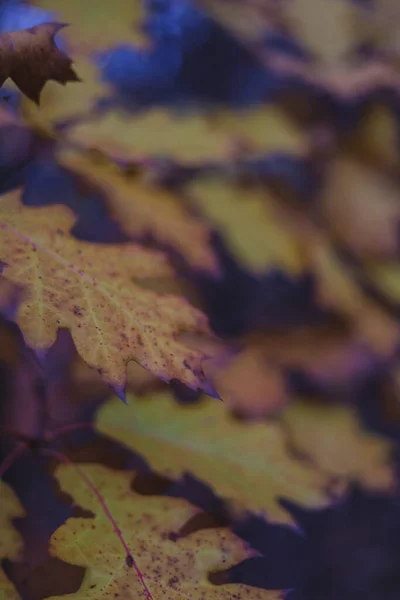美しい秋の背景 オークや白樺のオレンジ色の葉 秋の季節のコンセプト コピースペース デザイン 選択的フォーカス 自然な背景のためのテンプレート — ストック写真