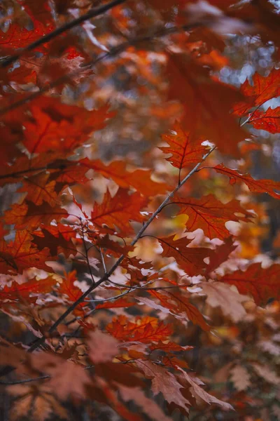 Schöner Herbsthintergrund Orangerote Blätter Von Eiche Oder Birke Herbstjahreszeitkonzept Kopierraum — Stockfoto