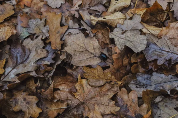 쓰러진 떡갈나무 잎으로 뒤덮여 줄무늬 아름다운 자연의 바닥에 나뭇잎 위에서 — 스톡 사진