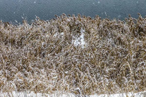 Suché Rákosí Jezera Tráva Stromy Padající Sníh Zlatý Rákos Sněhu — Stock fotografie