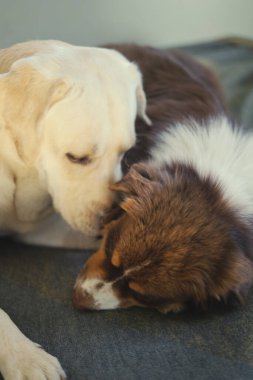 Köpekler oynuyor. Beyaz bir Labrador ve kırmızı bir Avustralya çoban köpeği kavga eder, ısırır ve oynarlar. Köpekler birbirlerine sarılıp dokunurlar. Doğal ışık, gri arkaplan.