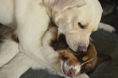 Köpekler oynuyor. Beyaz bir Labrador ve kırmızı bir Avustralya çoban köpeği kavga eder, ısırır ve oynarlar. Köpekler birbirlerine sarılıp dokunurlar. Doğal ışık, gri arkaplan.