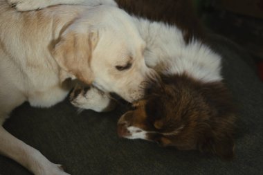 Köpekler oynuyor. Beyaz bir Labrador ve kırmızı bir Avustralya çoban köpeği kavga eder, ısırır ve oynarlar. Köpekler birbirlerine sarılıp dokunurlar. Doğal ışık, gri arkaplan.