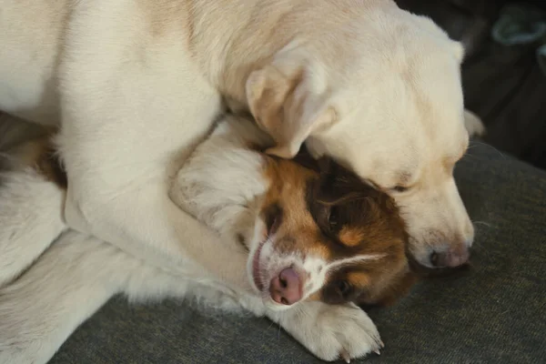 Kutyák Játszanak Egy Fehér Labrador Egy Vörös Ausztrál Pásztor Harcol — Stock Fotó