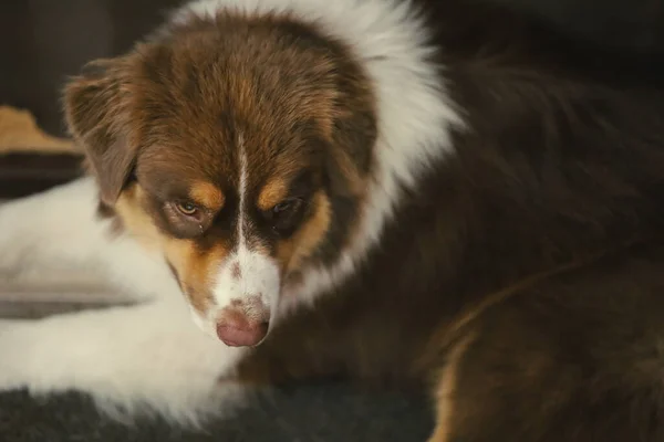 Όμορφο Καθαρόαιμο Σκυλί Από Κοντά Αυστραλός Βοσκός Κόκκινο Τρίχρωμος Βρίσκεται — Φωτογραφία Αρχείου