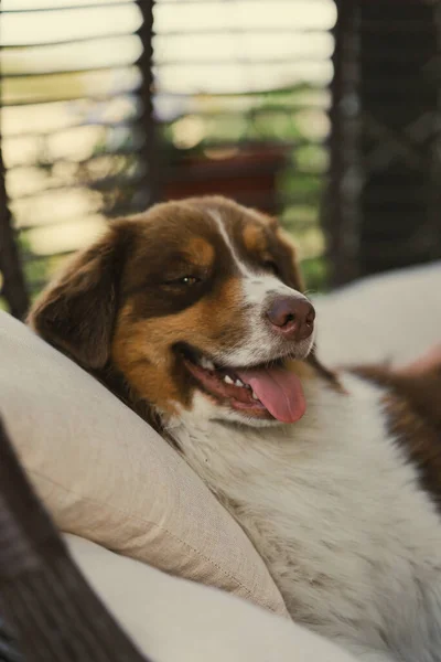 Vacker Renrasig Hund Närbild Australiska Herde Röd Tricolor Ligger Grå — Stockfoto