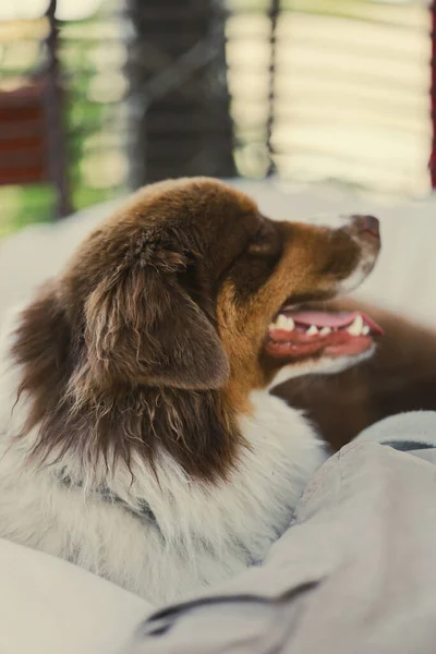 Vacker Renrasig Hund Närbild Australiska Herde Röd Tricolor Ligger Grå — Stockfoto
