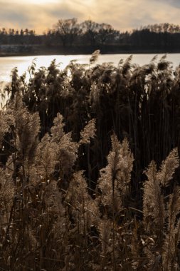 Göl kenarındaki kuru sazlıklar, çimenler, ağaçlar. Kışın güneşli bir günde gölün suyunun yanında altın kırmızısı sazlıklar. Güzel doku ve doğal arkaplan.