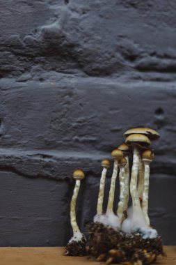 Psilocybe Cubensis mantarlarının mikro büyümesi. Mycelium of psilocybin psychedelic mantar Altın öğretmen, sihirli mantarlar. seçici keskinlik. Mikrodoz konsepti. Ekolojik tıp.