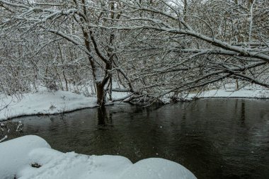 Kar kaplı ağaçlar ve bulutlu bir sabahta bir orman nehri ile kışın gri manzarası. Sudaki yansıma çok güzel. doğal arkaplan