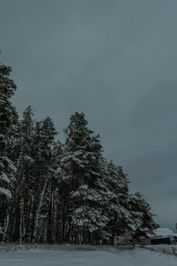 Bir çam ormanında kış, beyaz pofuduk karla kaplı köknar ağaçları, gri bulutlu manzara. Seçici odaklanma. güzel doğal arkaplan