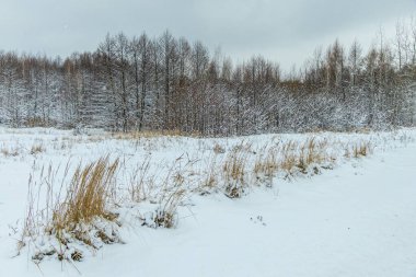 Ormanda kış, köknar ağaçları beyaz pofuduk karla kaplı, gri bulutlu manzara. Seçici odaklanma. güzel doğal arkaplan