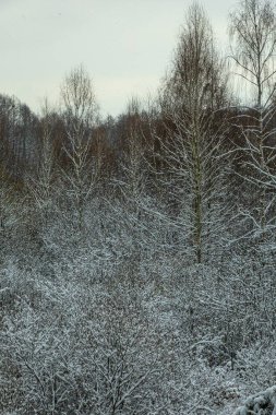 Ormanda kış, köknar ağaçları beyaz pofuduk karla kaplı, gri bulutlu manzara. Seçici odaklanma. güzel doğal arkaplan