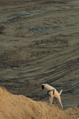 Beyaz tüysüz bir tilki teriyer köpeğinin portresi. Güneşli bir kış gününde sevimli bir köpek kum dağlarında yürüyor ve oynuyor. Seçici odak