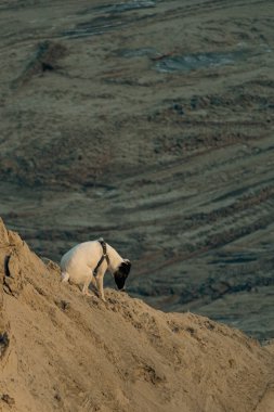 Beyaz tüysüz bir tilki teriyer köpeğinin portresi. Güneşli bir kış gününde sevimli bir köpek kum dağlarında yürüyor ve oynuyor. Seçici odak