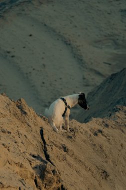 Beyaz tüysüz bir tilki teriyer köpeğinin portresi. Güneşli bir kış gününde sevimli bir köpek kum dağlarında yürüyor ve oynuyor. Seçici odak